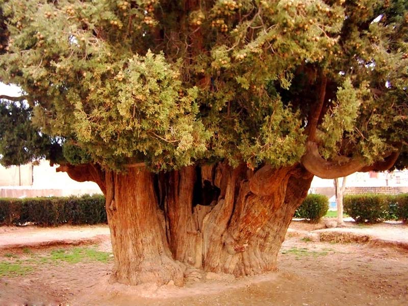 درختی که «یافث» پسر نوح در یزد کاشت! +تصاویر