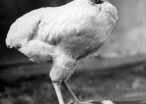 مرغی که 18 ماه بدون سر زنده ماند