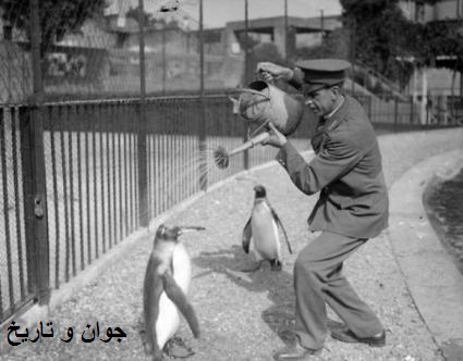خنک کردن پنگوئن‌های باغ وحش/عکس