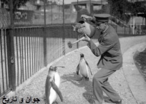 خنک کردن پنگوئن‌های باغ وحش/عکس