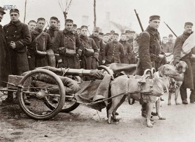 عکس:وقتی سگ‌ها توپ جنگی می‌کشیدند