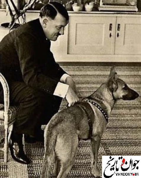سگ مورد علاقه هیتلر/عکس