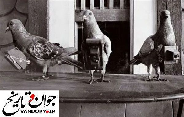 کبوتر های جاسوس/عکس