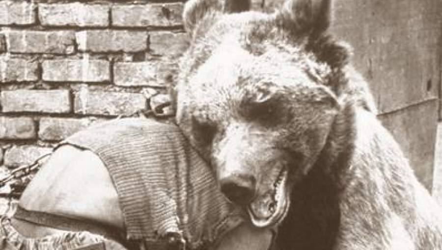 تصاویر/ معرکه‌گیری با خرس در تهران قدیم