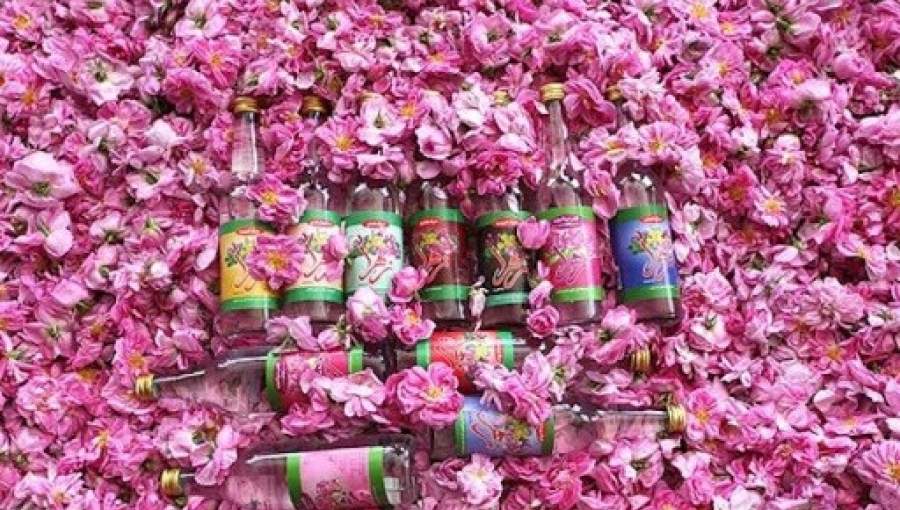 گلاب‌هایی که به هندوستان صادر می‌شدند