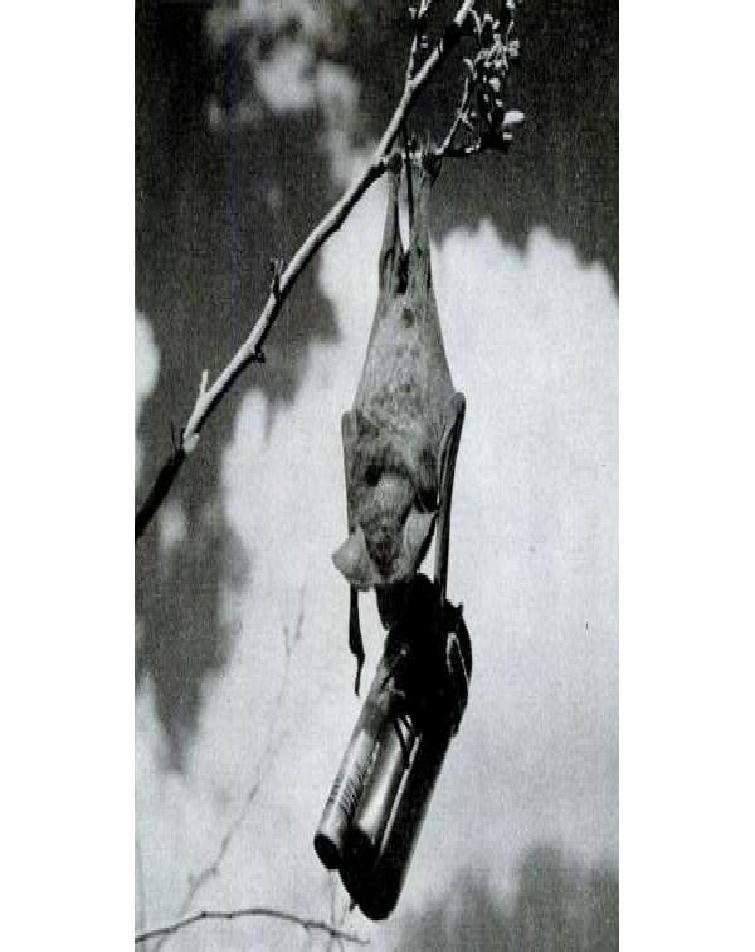خفاش بمب افکن در جنگ جهان دوم + عکس