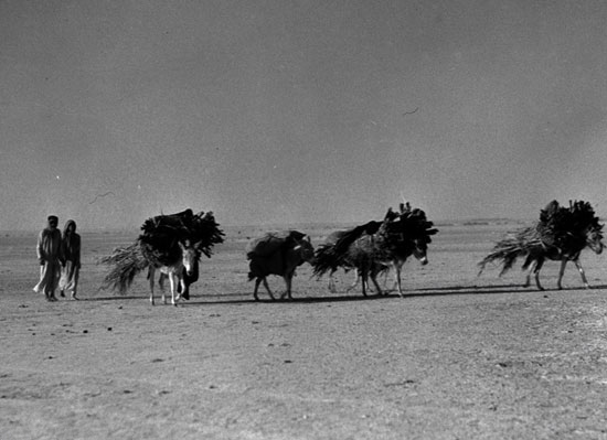 باديه نشيني درعربستان؛‌قبل از كشف نفت (البوم اول)