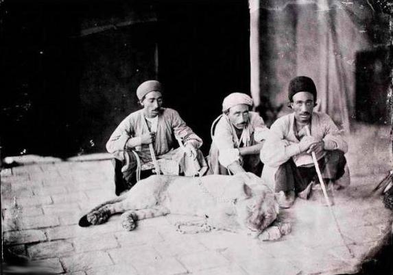 عکس/ سه مرد ایرانی و یک شیر اهلی