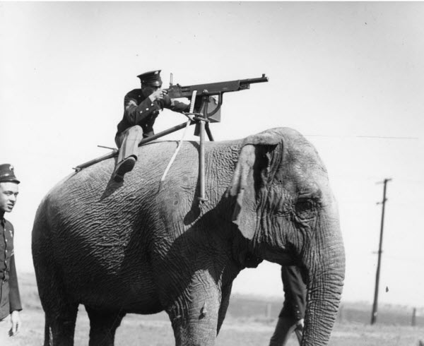 عکس/  تیربار روی فیل