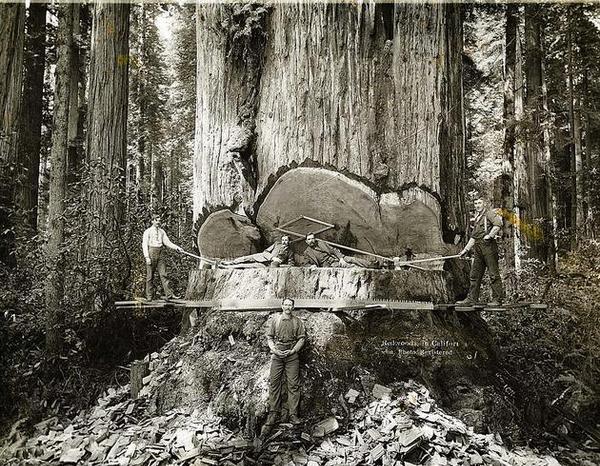 عکس/"چوب بُر"های کالیفرنیا