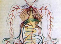 عکس/تصور عالمان گذشته از آناتومی بدن انسان